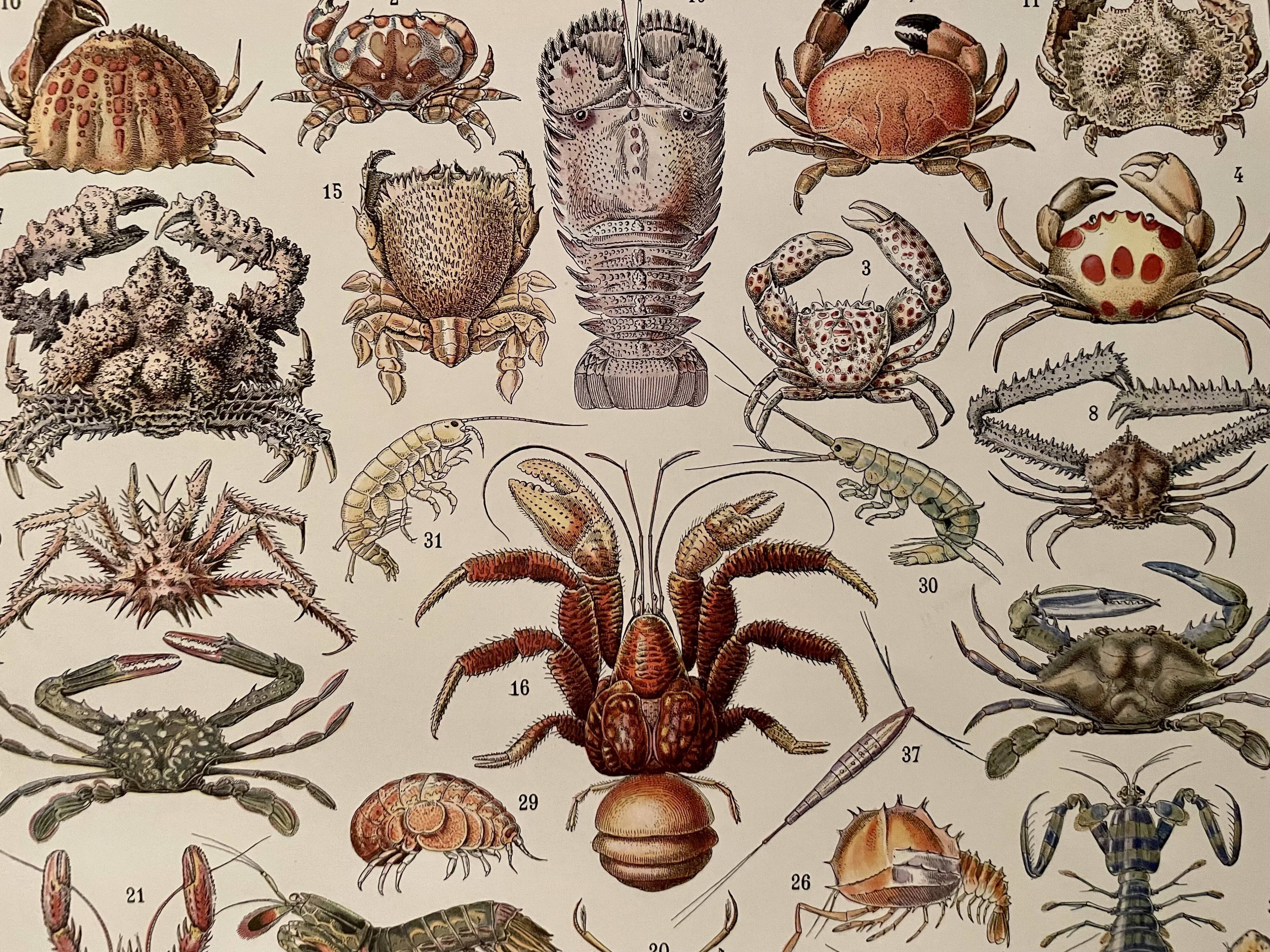 Lithograph on crustaceans from 1928
