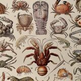 Lithograph on crustaceans from 1928