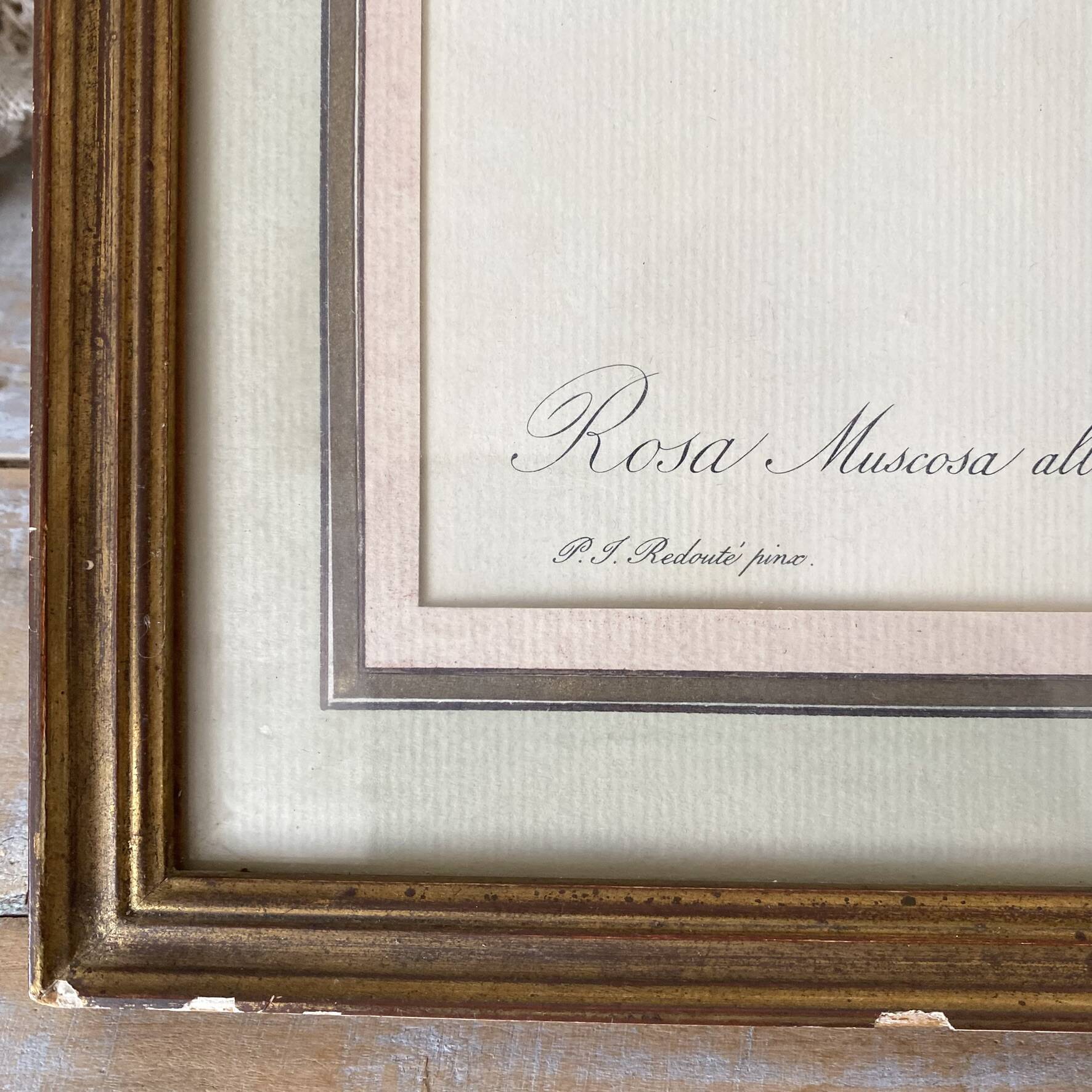 Botanical plate of white rose flowers framed.