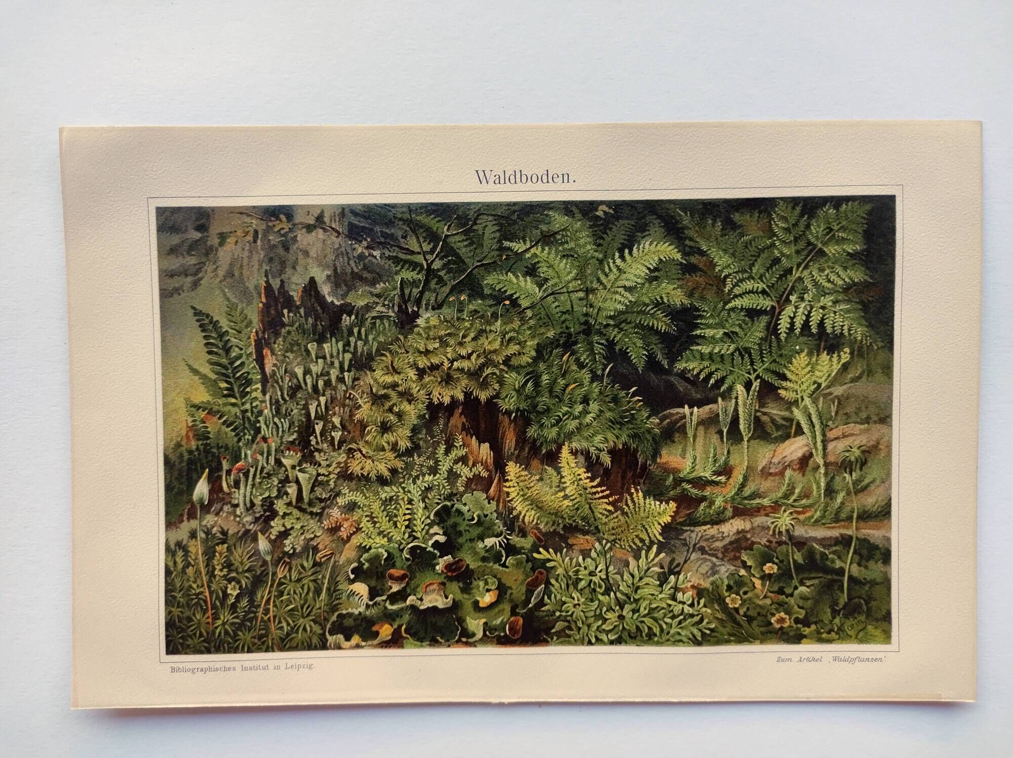 Small Engraving from 1909 - The forest and its soil - Old German plate - Chromolithograph