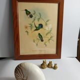 Pedagogical engraving of birds