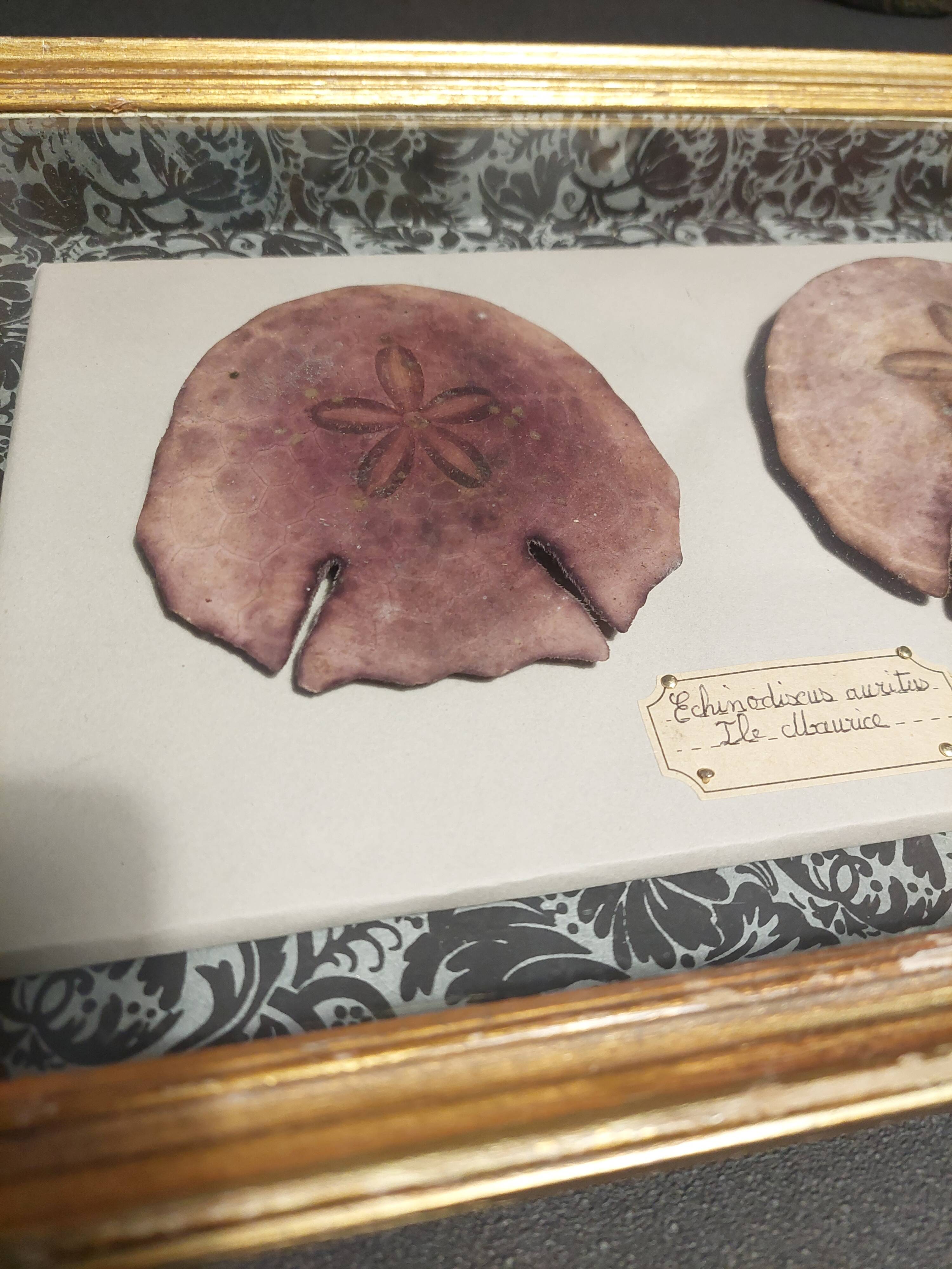Frame with purple sea urchins Echinodiscus auritus