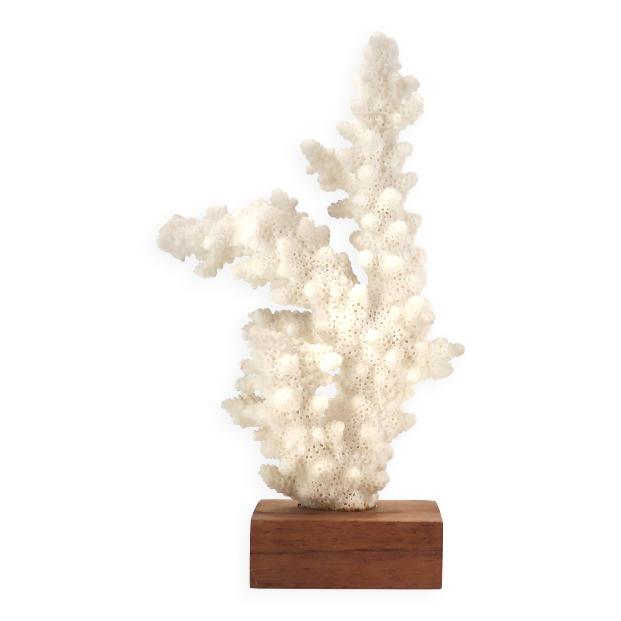 Natural white coral on a wooden base, 1970s.