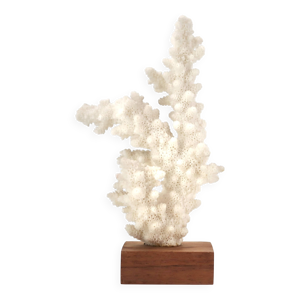 corail blanc naturel