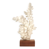 Corail blanc naturel sur socle en bois, années 70