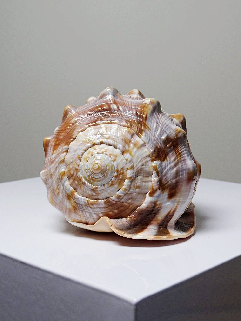 Large vintage shell cabinet of curiosities Cypraecassis rufa 15cm