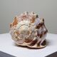 Large vintage shell cabinet of curiosities Cypraecassis rufa 15cm