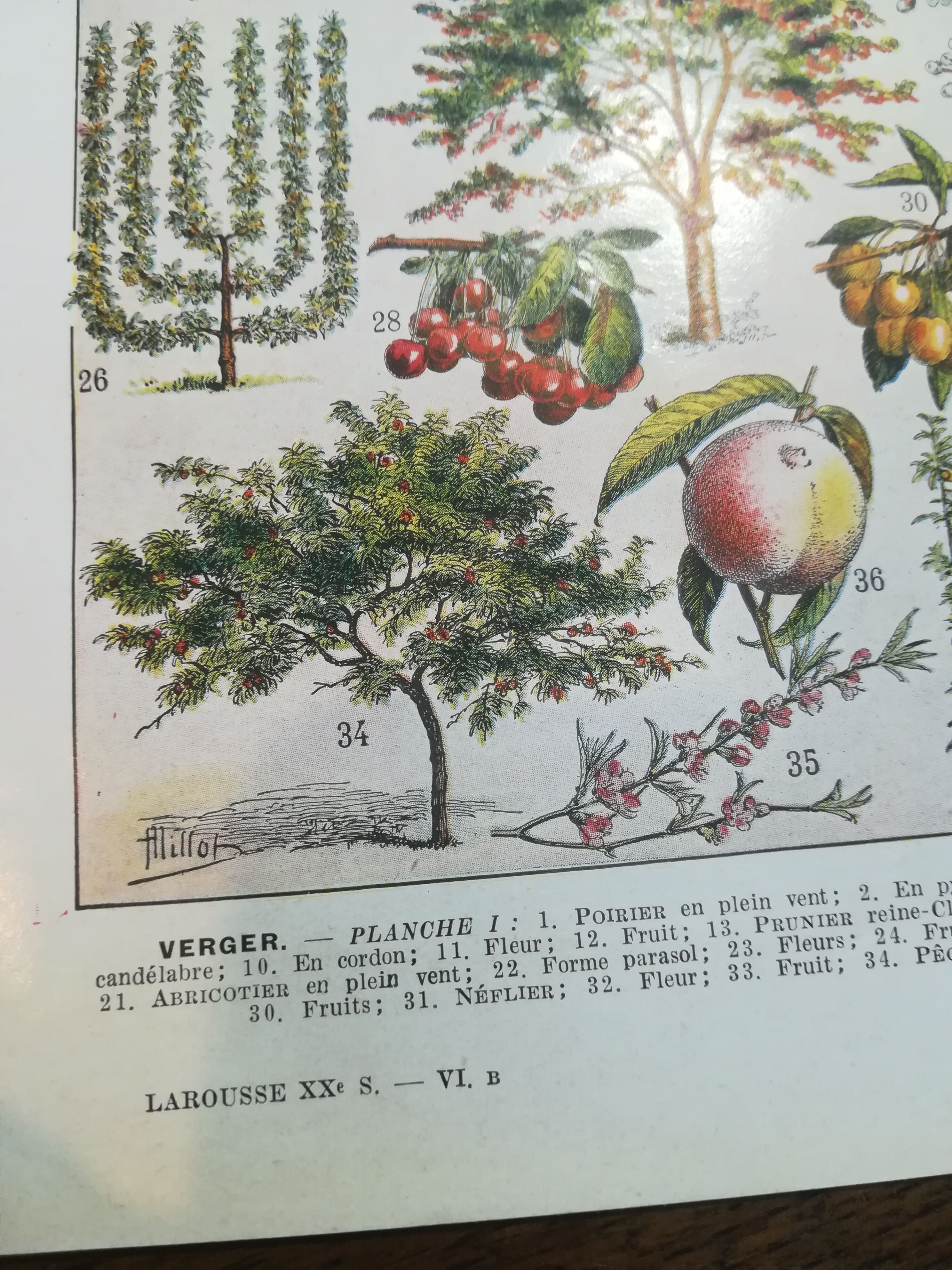 Lithographie sur les arbres fruitiers de 1928 "verger"