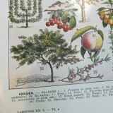 Lithographie sur les arbres fruitiers de 1928 "verger"
