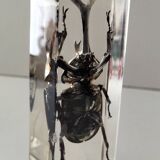 Authentic Japanese Rhinoceros Beetle in resin inclusion
