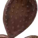 Large Atacama cactus