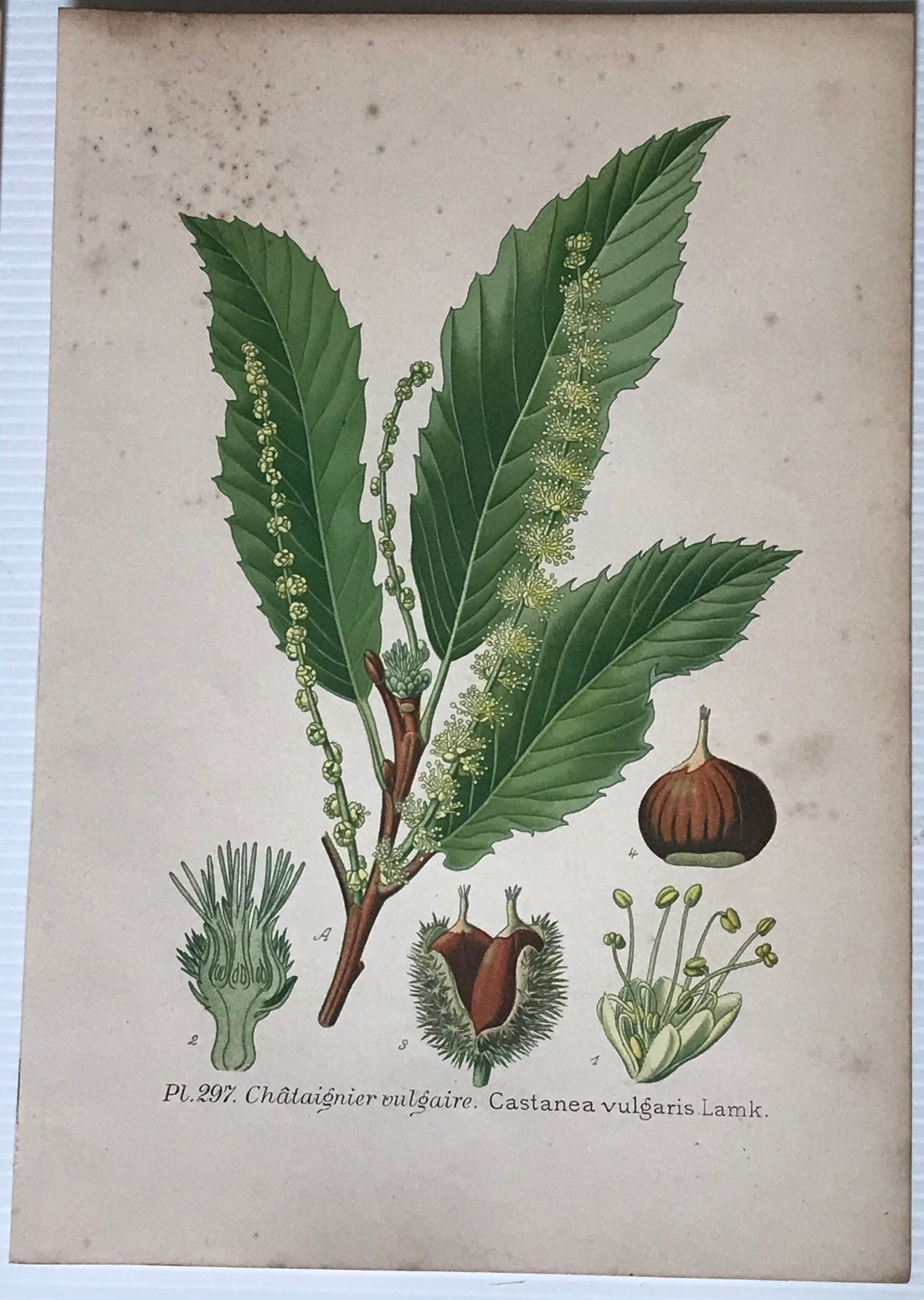 Old botanical plates XIXth