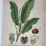 Old botanical plates XIXth