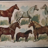 Planche pédagogique chevaux