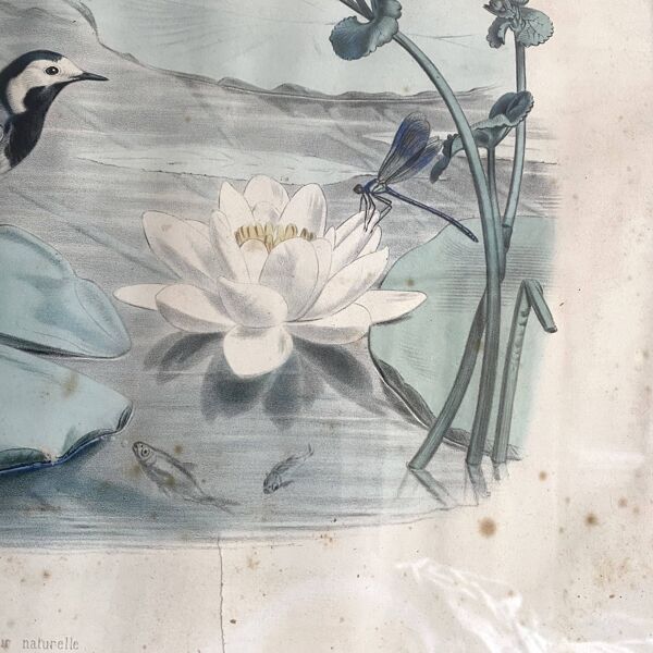 Grande gravure zoologique ancienne encadrée « La Lavandière »