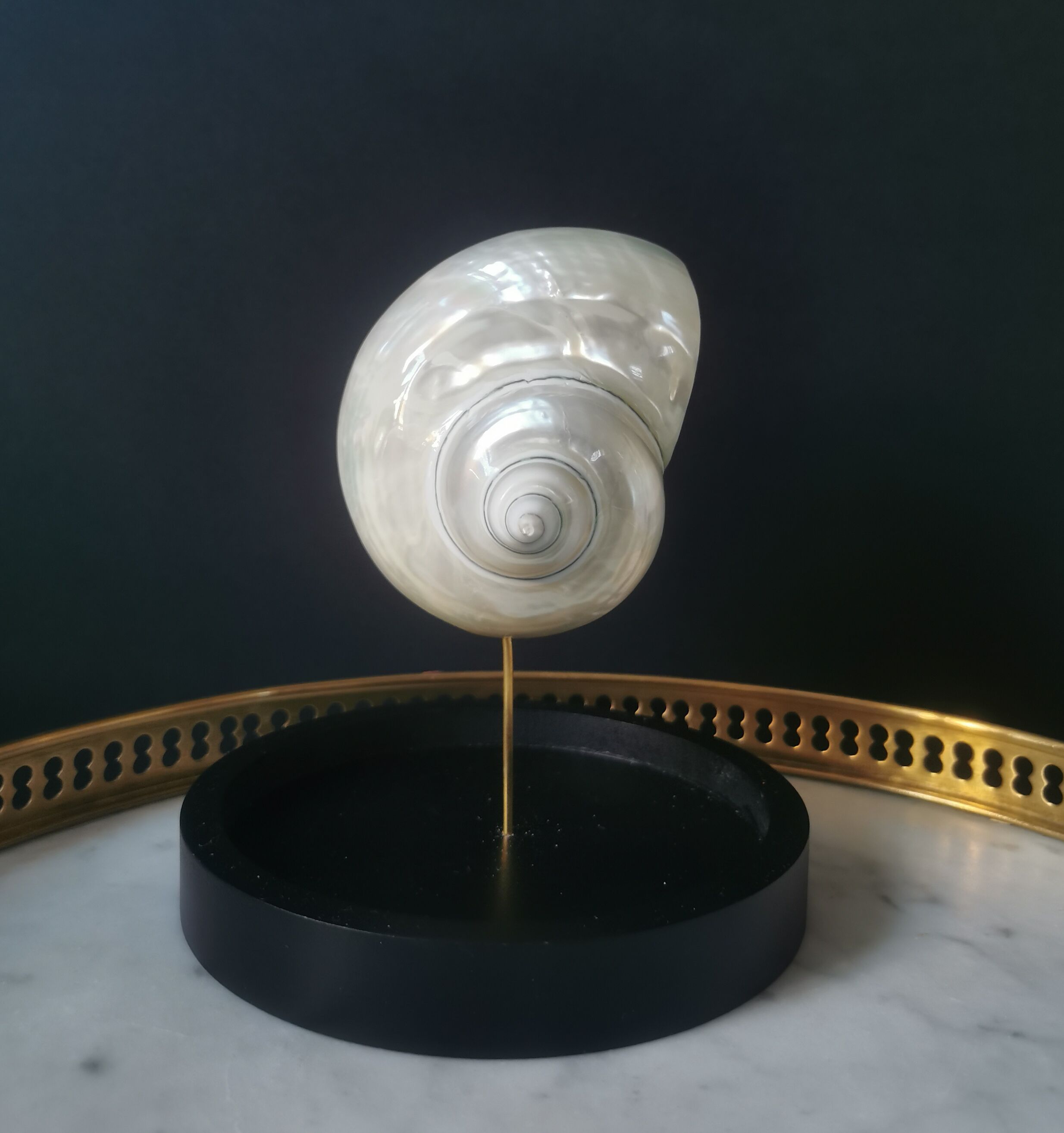 Pearl Turbo shell under glass globe. H. 18,5cm