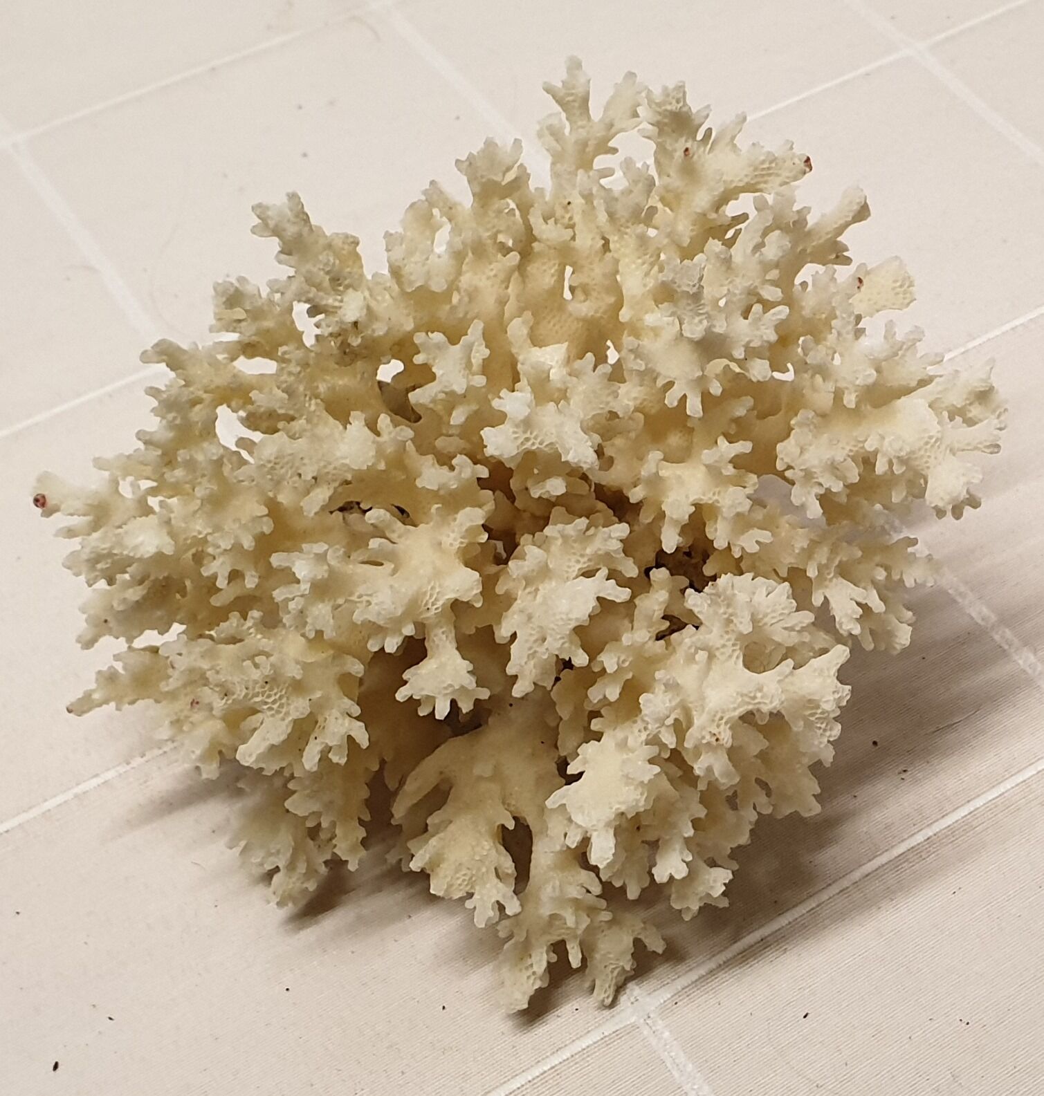 Corail blanc