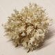 Corail blanc