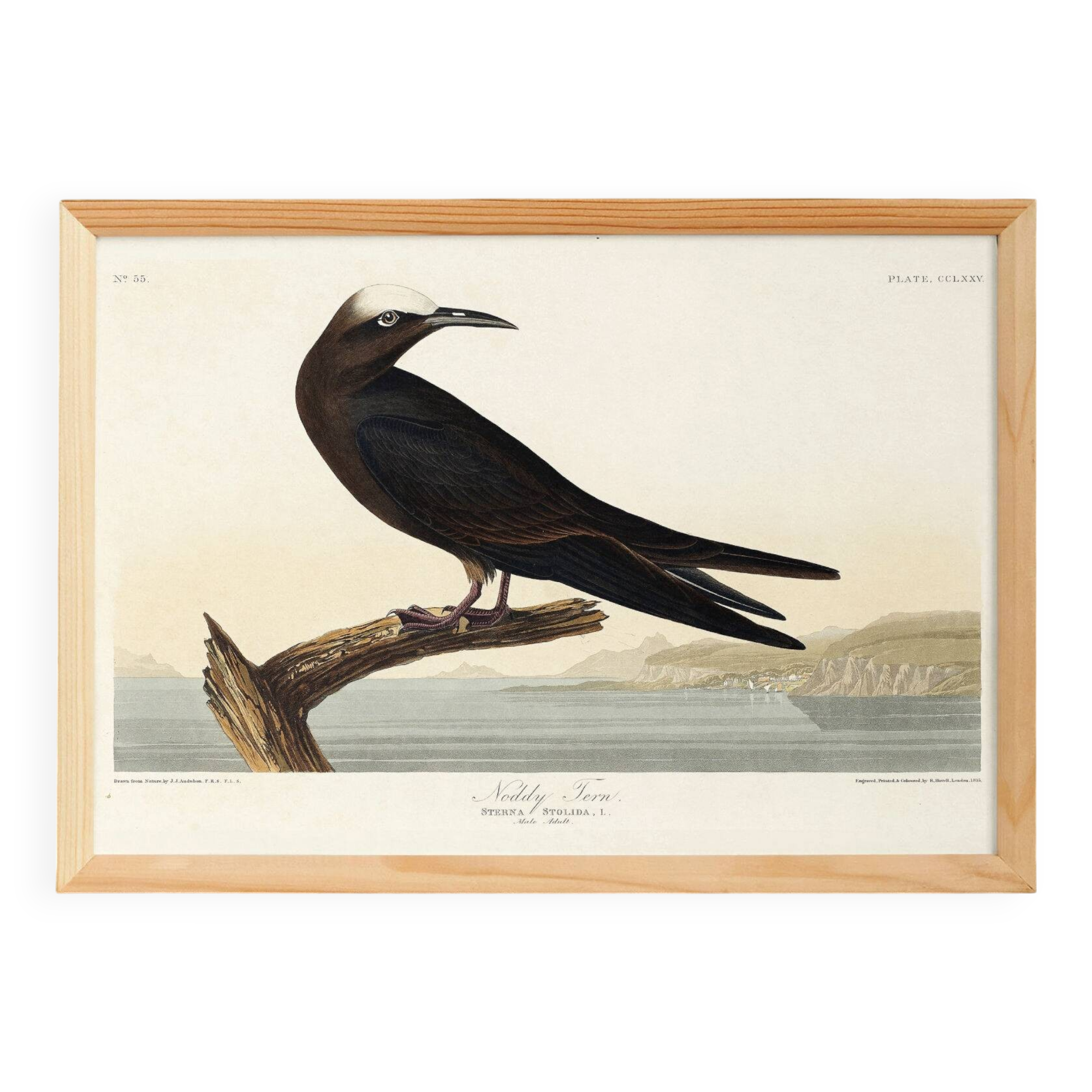 Poster about the Brown Noddy, based on an old engraving from 1827.