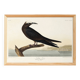 Poster about the Brown Noddy, based on an old engraving from 1827.