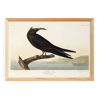 Poster about the Brown Noddy, based on an old engraving from 1827.
