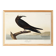 Poster about the Brown Noddy, based on an old engraving from 1827.