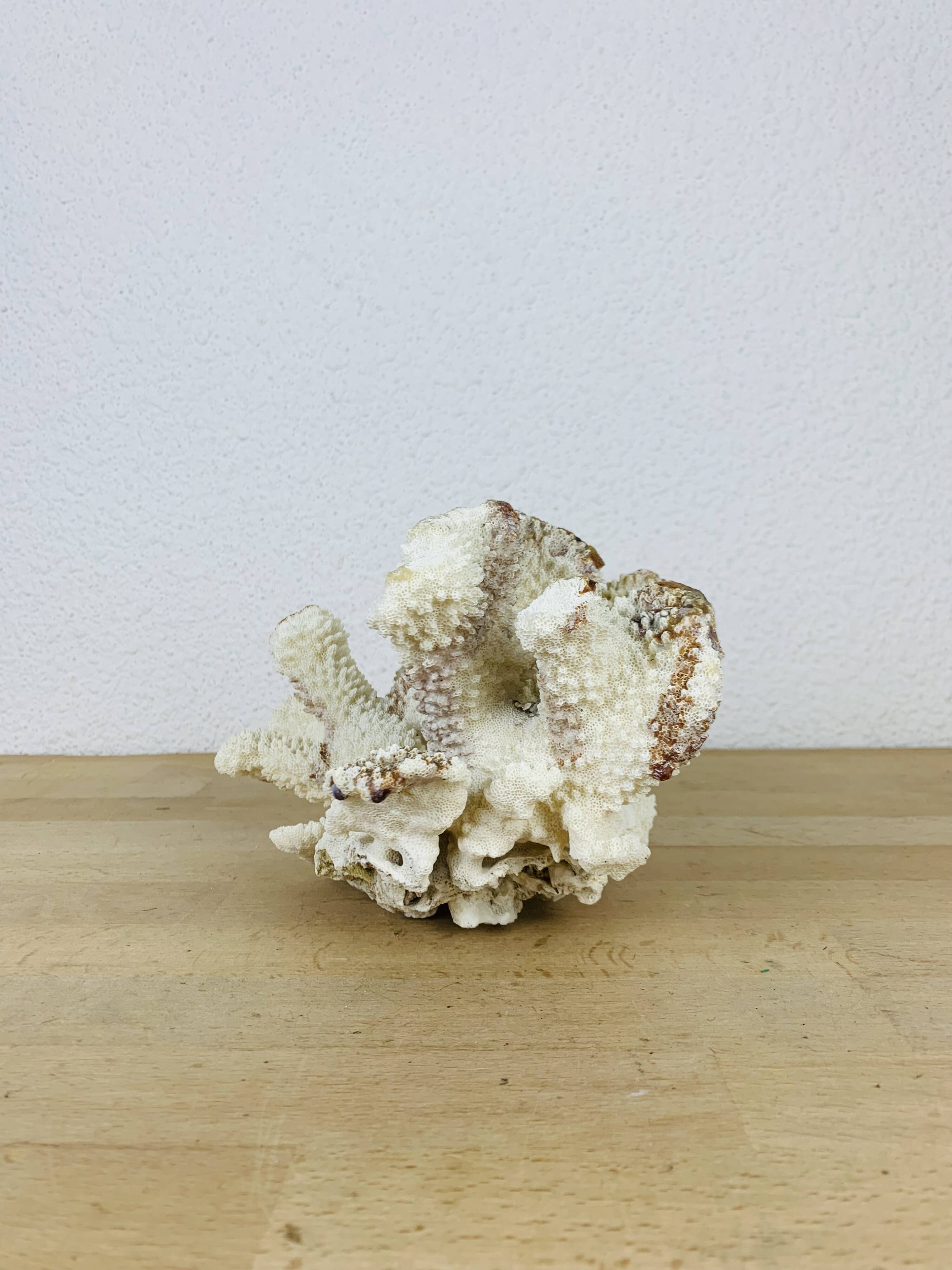Old white coral 20 cm