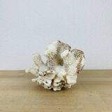 Old white coral 20 cm