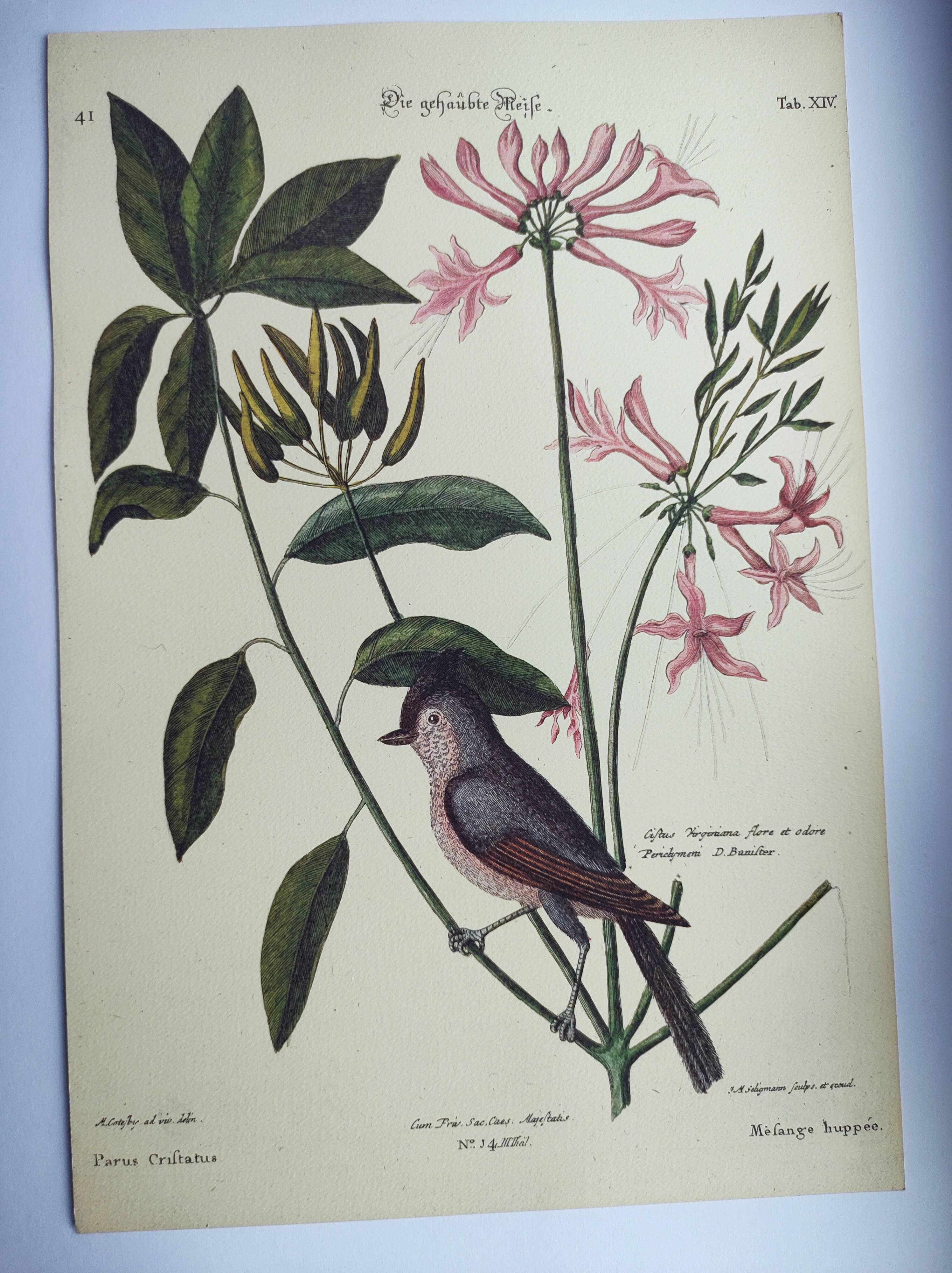 Vintage bird board - Crested titmouse - Old ornithology engraving by Seligmann & Catesby. 1973.