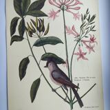 Vintage bird board - Crested titmouse - Old ornithology engraving by Seligmann & Catesby. 1973.