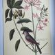 Planche vintage oiseau - Mésange huppée- Gravure ancienne ornithologique de Seligmann & Catesby, 1973