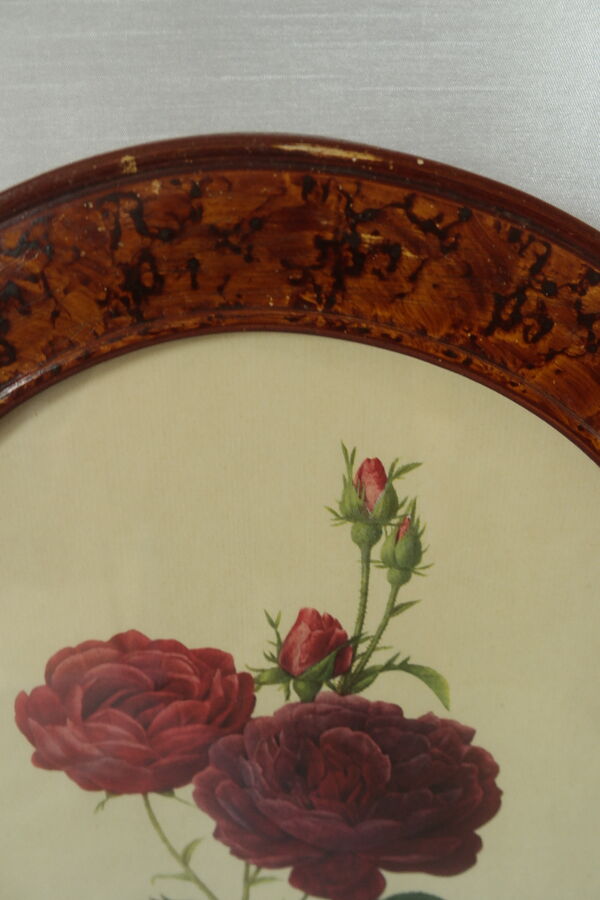 Planche botanique encadrée Rosier vintage