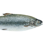 "Mia", trout, art print 20/30cm
