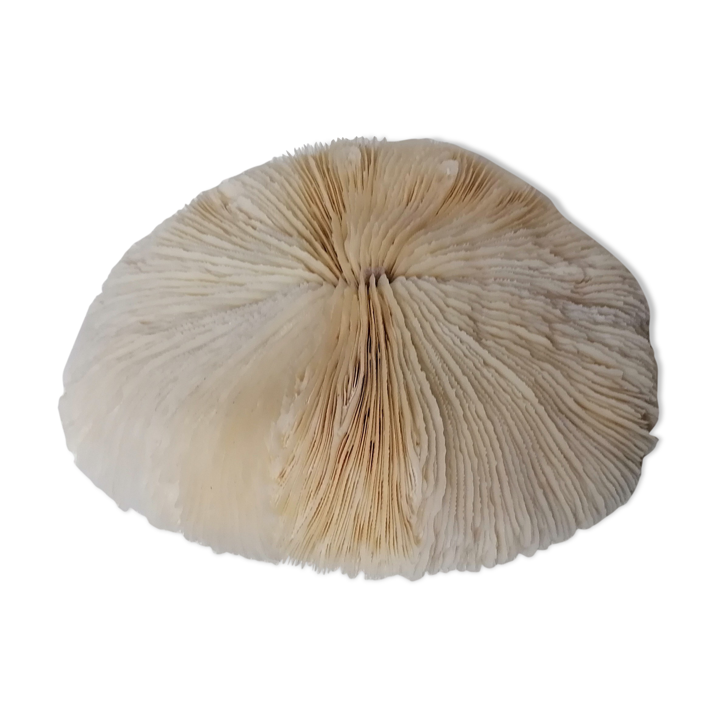 Authentic fungia coral 19 x 16 cm