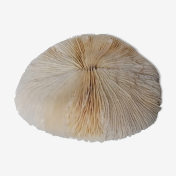 Corail fungia authentique 19 x 16 cm