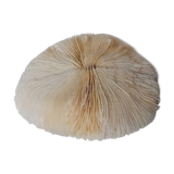 Authentic fungia coral 19 x 16 cm