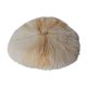 Corail fungia authentique 19 x 16 cm