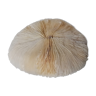 Authentic fungia coral 19 x 16 cm