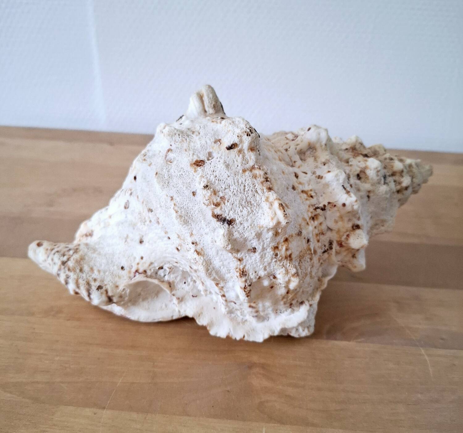 Large vintage conch