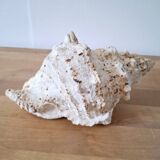 Large vintage conch