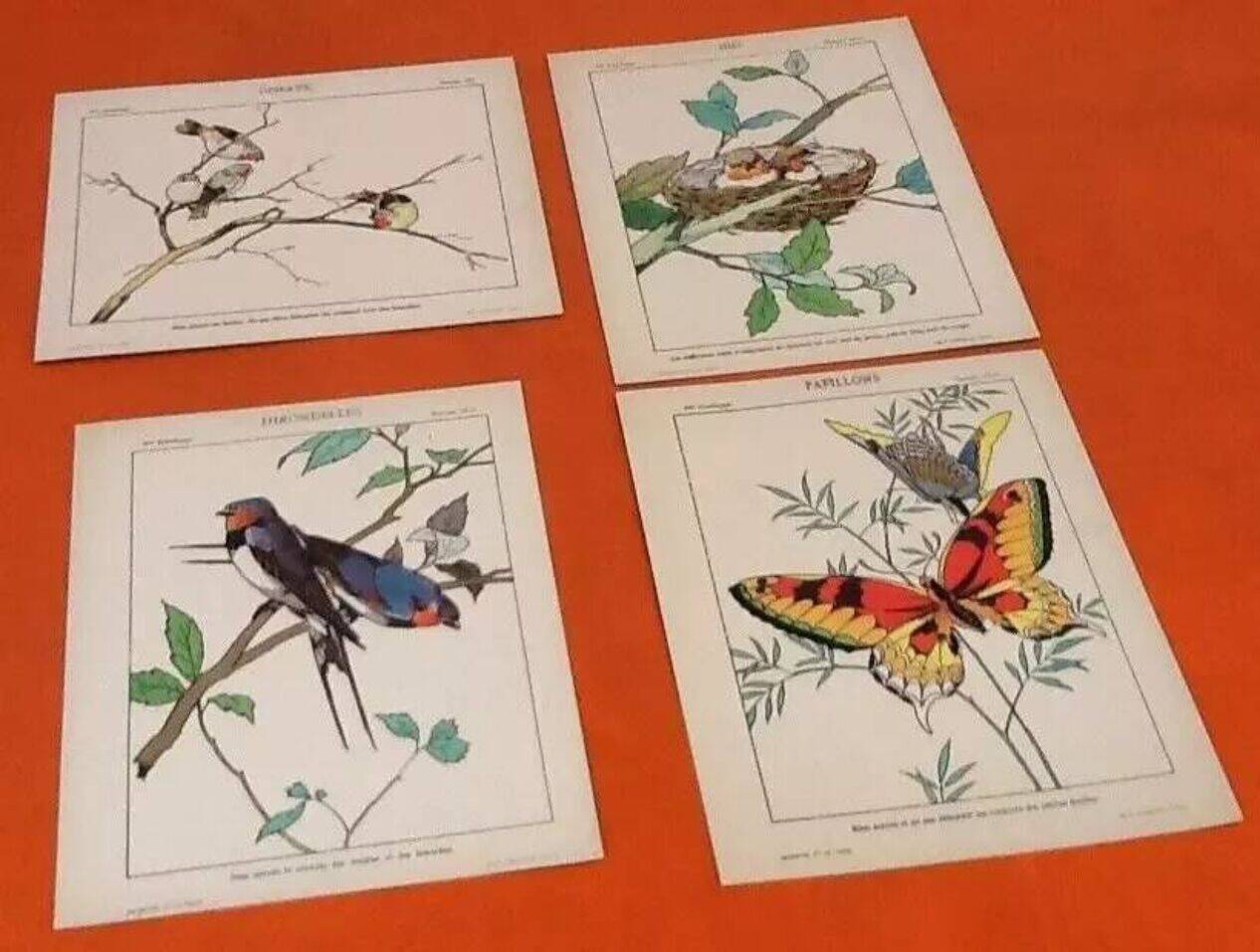 4 affiches Oiseaux, Papillons, Nid