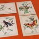 4 affiches Oiseaux, Papillons, Nid