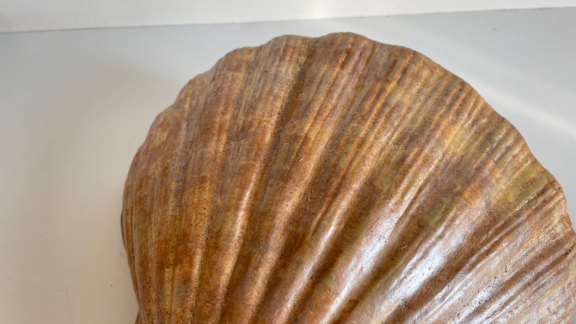 Shell wall enameled by aljezur