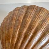 Shell wall enameled by aljezur