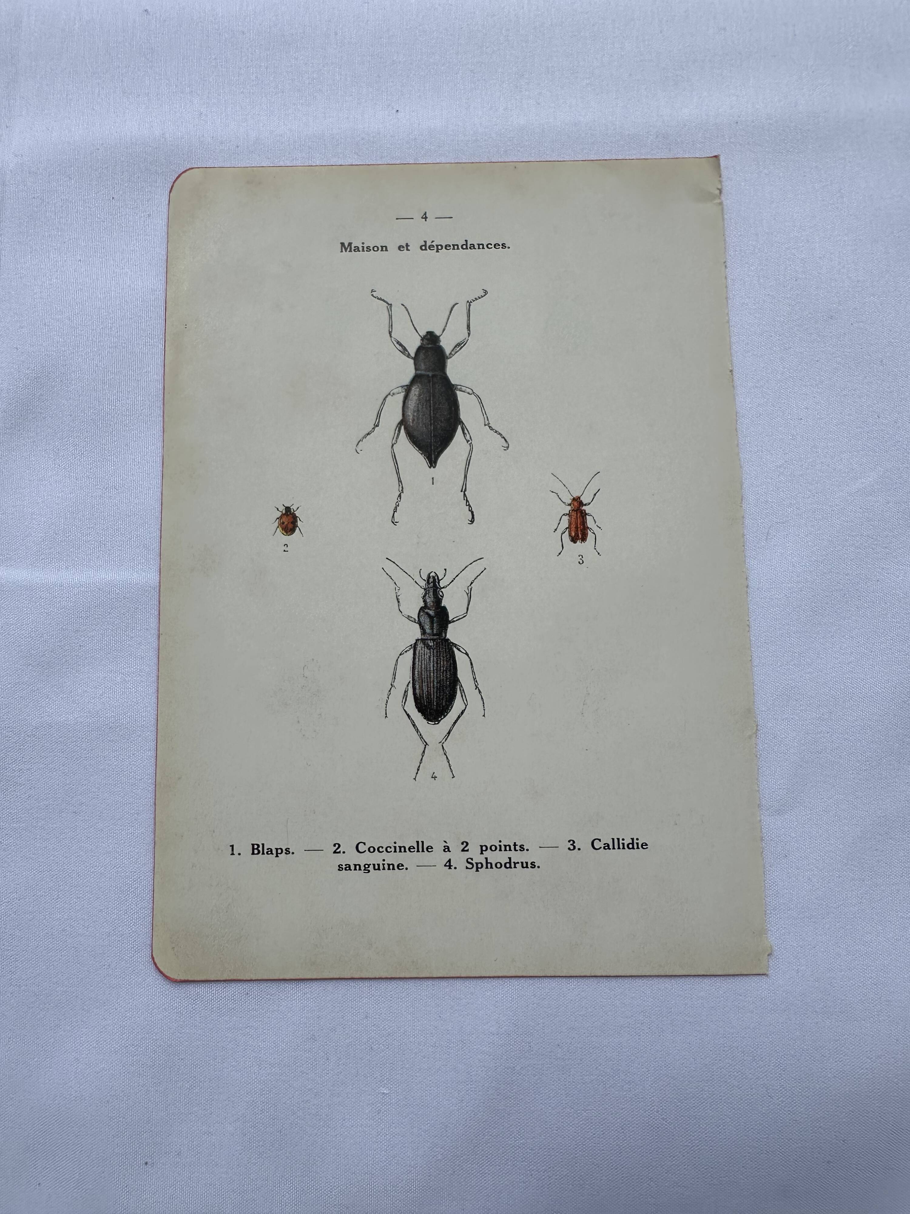 Naturalist plate insect France vintage botanical engraving