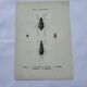 Naturalist plate insect France vintage botanical engraving