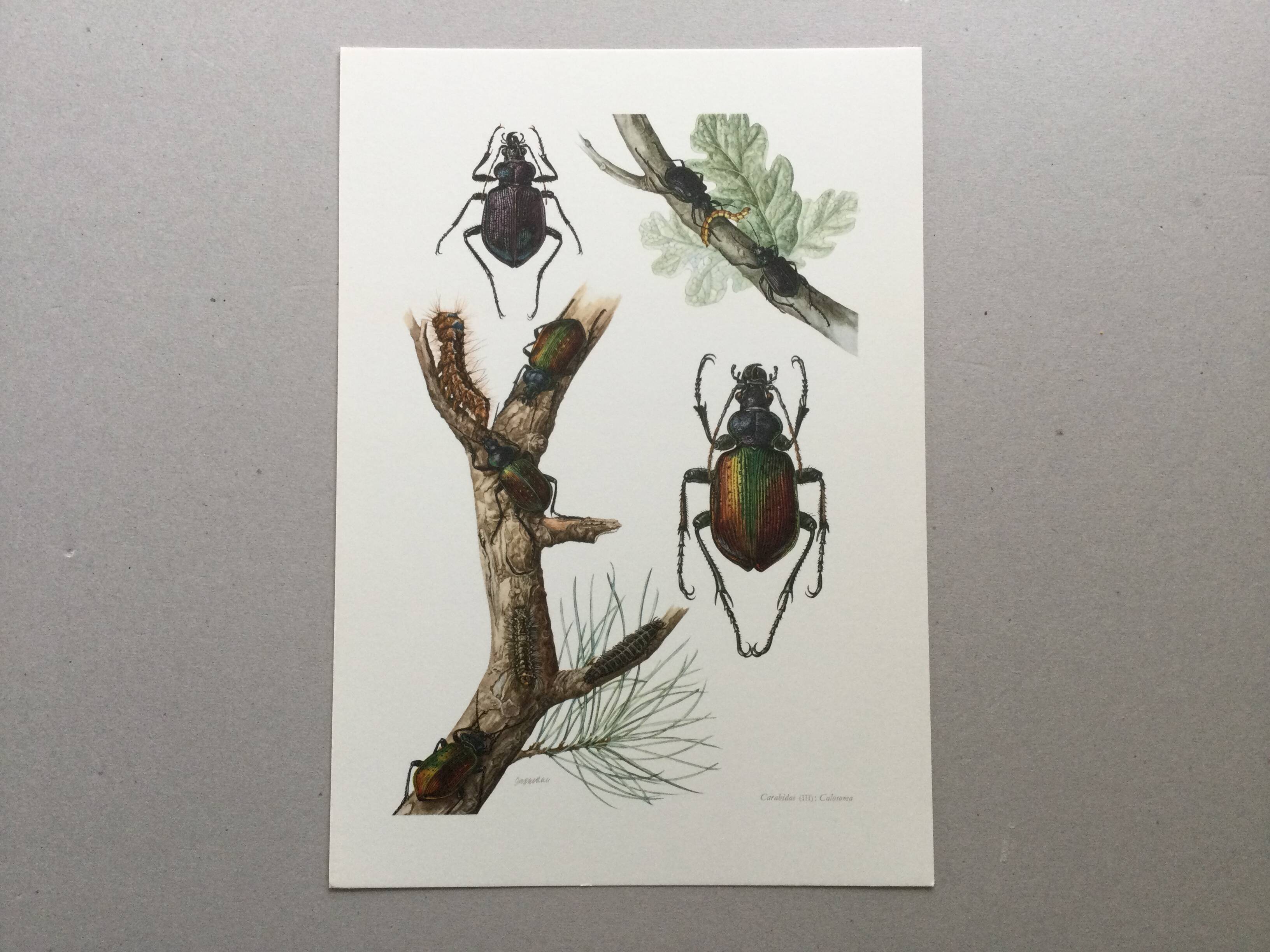 Antique illustration "insects", 1960s