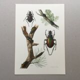 Illustration ancienne "insectes", années 60
