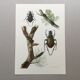 Antique illustration "insects", 1960s