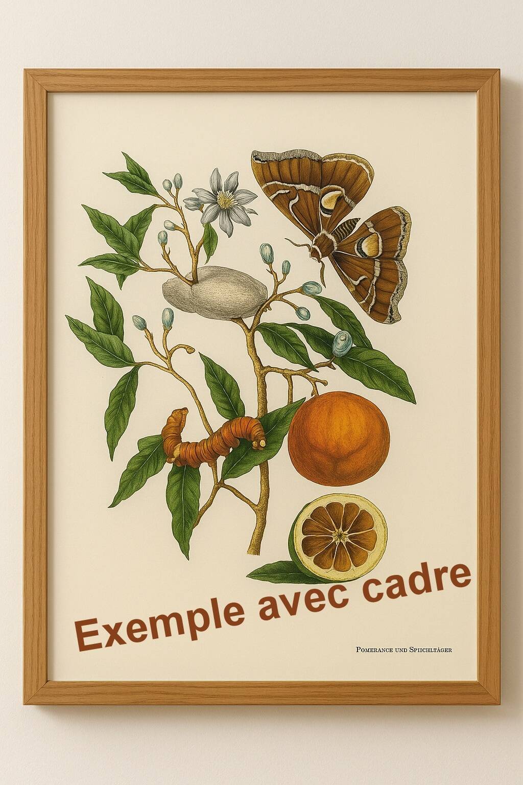 Vintage illustration Bitter orange tree and Atlas butterfly by Merian